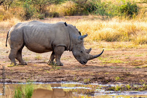 Fotografia, Obraz White rhinoceros Pilanesberg, South Africa safari wildlife