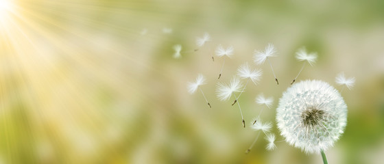 Schöne Pusteblume