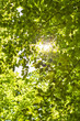 © Johny - beech leaves