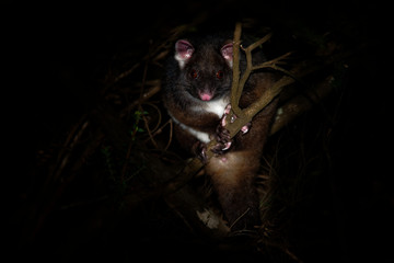 Common Ringtail Possum - Pseudocheirus peregrinus is small nocturnal marsupial living in Australia