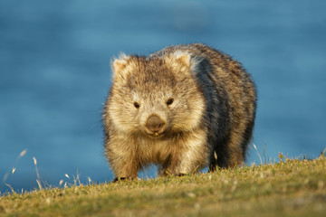 Vombatus ursinus - Common Wombat in the Tasmanian scenery, eating grass in the evening on the island near Tasmania