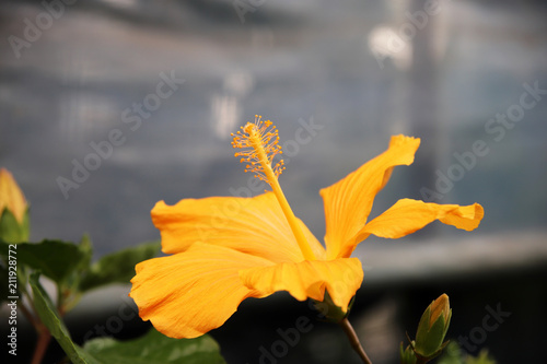 Fotolia アドビストックのデザイン かべいろ Com おしゃれ壁紙リフォーム貼り替え インクジェット壁紙のかべいろ Com