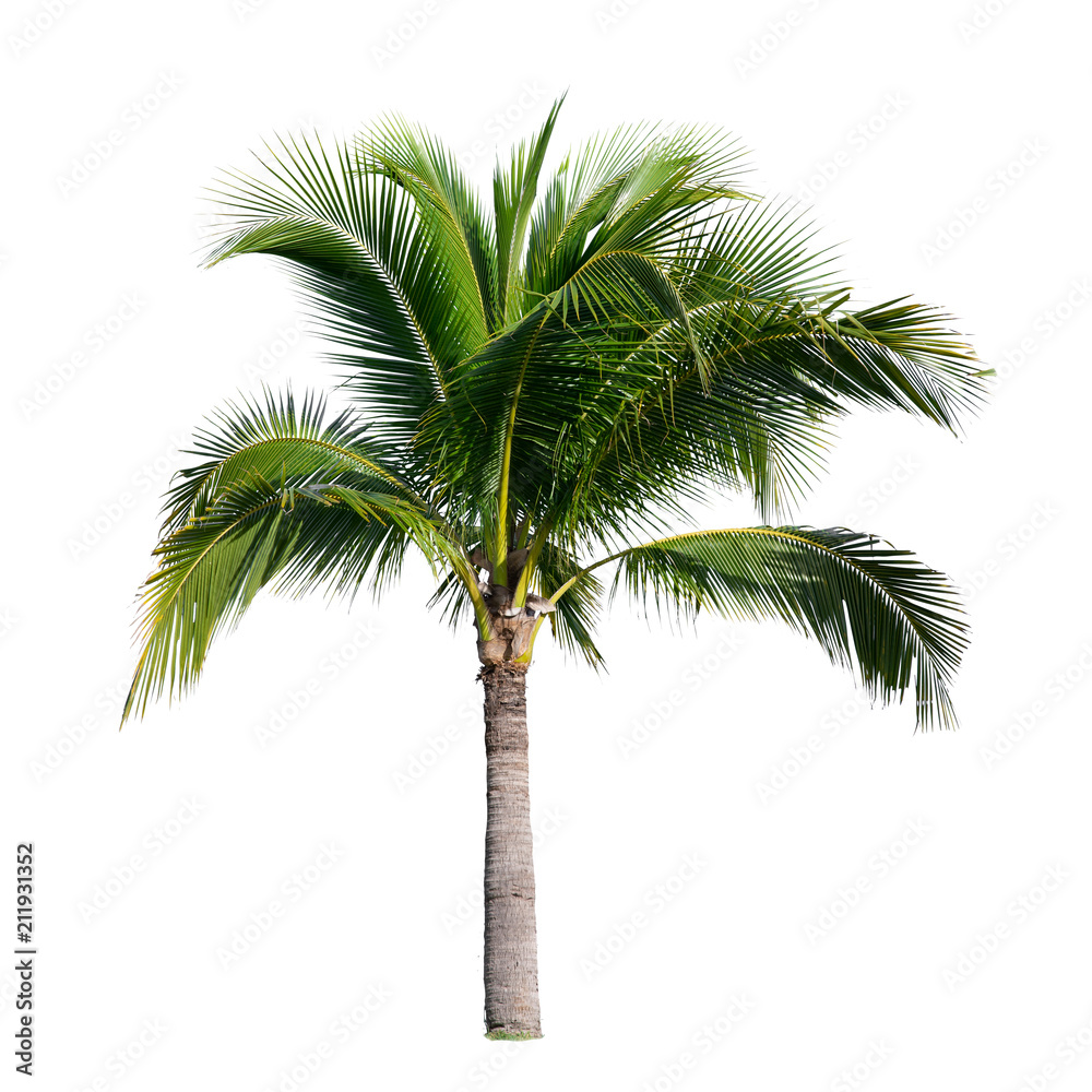 coconut palm tree - obrazy, fototapety, plakaty 