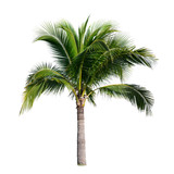 Fototapeta Sport - coconut palm tree