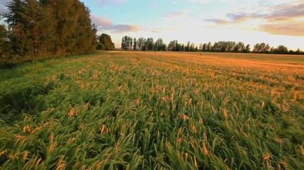 Papier Peint - rural landscape, wheat field at sunset, panning