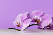 Pale Purple Orchid On A White Table With Purple Background.