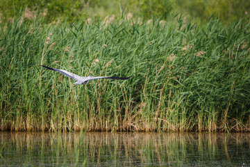 Wall Mural -  heron