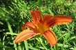 Beautiful orange tiger-lily flower in the garden, closeup