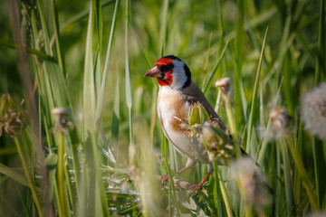 Wall Mural - goldfinch