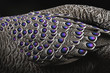 © WWC - Grey peacock-pheasant bird close up feathers china
