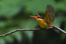 Oriental Dwarf Kingfisher Bird China