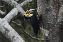 Wreathed Hornbill Bird China