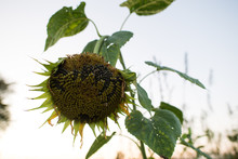 Drooping Sunflower Seedhead Against Clear Sky