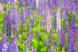 Fototapeta  - The wild lupine. Beautiful purple and pink flowers in the fresh green of summer