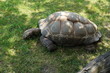 Żółw jedzący trawę w czeskim zoo