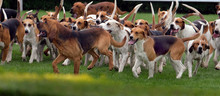 Large Group Of Fox Hounds At Country Show.