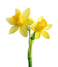 Fresh Narcissus Isolated On White Background. Clipping Path