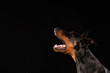 Portrait of doberman pinscher on black background