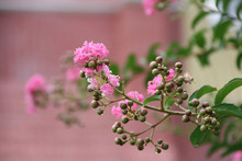 Lagerstroemia Flower Or  Crepe Mirtle Flower Booming On The Branch Of Tree, It Is Multi Stemmed Shrub With Crepe-like Texture Petals, Pink Colors Is Resistant To Frosts.