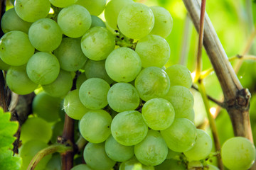  A bunch of green grapes on a branch. The harvest of wine berries. Autumn.