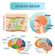 Brain vector illustration. Medical educational scheme with neurological cells closeup. Silhouette with cerebrum, cerebellum and stem. Cortex and lobe diagram.