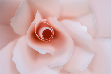 Paper Roses, Pink, Pretty, Beauty, Flowers