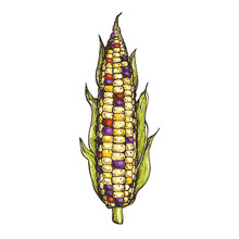Glass Gem Corn On The Cob Hand Drawn Vector Illustration. Corn Illustration.