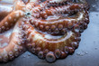 Whole raw octopus on a black stone table. Concept- healthy food, fresh seafood. Selective focus.