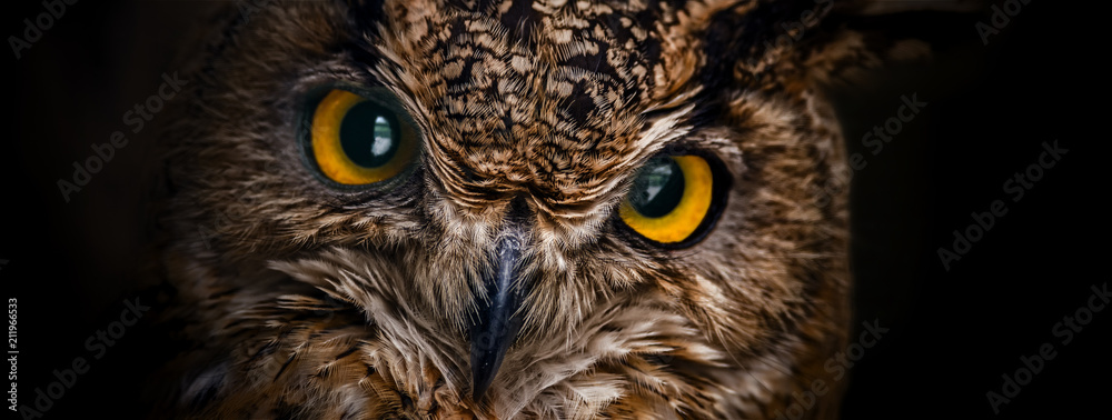 Yellow eyes of horned owl close up on a dark background. - obrazy, fototapety, plakaty 