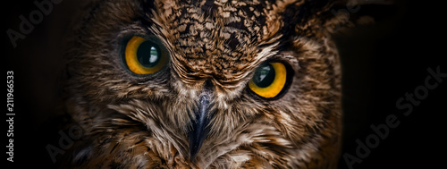 Zdjęcie: Yellow eyes of horned owl close up on a dark background. Yellow eyes of horned owl close up on a dark background.