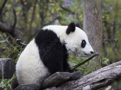 Zdjęcie XXL Młody panda niedźwiedź siedzi w gałąź