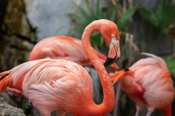 Plakat egzotyczny dziki tropikalny flamingo