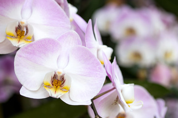 Wall Mural - Purple phalaenopsis orchid flower