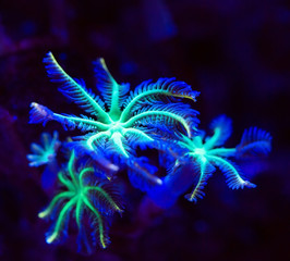 Wall Mural - Corals in a marine aquarium.