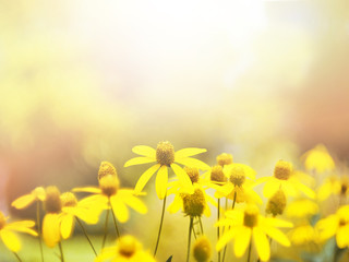 Wall Mural - small yellow flower blooming in the morning