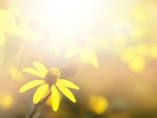 Wall Mural - small yellow flower blooming in the morning