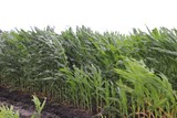 Storm Corn