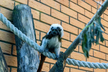 Black And White Color Small Monkey Oedipus Tamarin In The Zoo, Seating On The Tree And Looking In Tothe Camera. Pinch Monkey.
