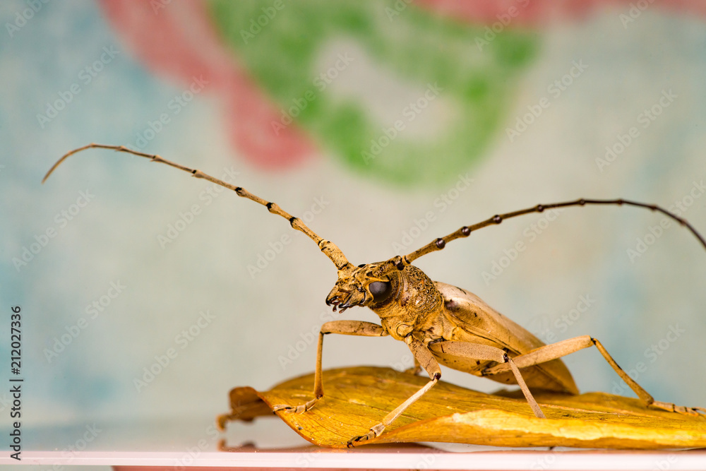 Male brown deep mountain oak wood borer longhorn beetle (Coleoptera ...