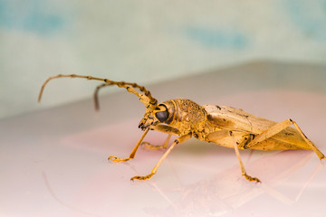 Wall Mural - Male brown deep mountain oak wood borer longhorn beetle (Coleoptera: Cerambycidae: Cerambycinae: Cerambycini: Massicus scapulatus) isolated with colourful background