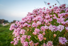 Pink Sea Thrift Growing On A Rock