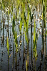 Cordgrass in water