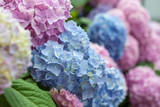 selective focus macro colorful blooming hydrangea