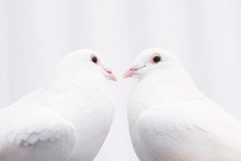 Two White Loving Birds Pigeons - Love Couple Concept