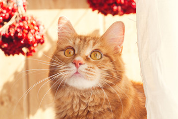 Wall Mural - Cute red Cat - sweet pet - fluffy kitten