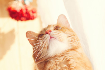 Wall Mural - Cute red Cat - sweet pet - fluffy kitten