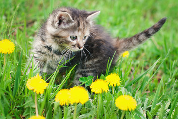 Wall Mural - Cute little kitten playing in the green grass