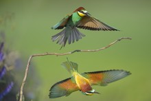 European Bee-eaters (Merops Apiaster), Two Males Fighting Over Perch, Turf War, Kiskunsag National Park, Hungary, Europe