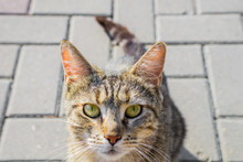 Portrait Of A Cat On The Street