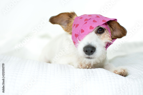 Fotografia CUTE SICK JACK RUSSELL DOG WITH A PINK HEART BANDAGE ON WHITE BED